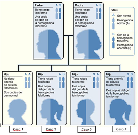 Example of an Inheritance Pattern for Sickle Cell Trait - Spanish